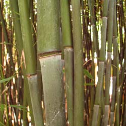 Bamboo Phyllostachys Bissetii